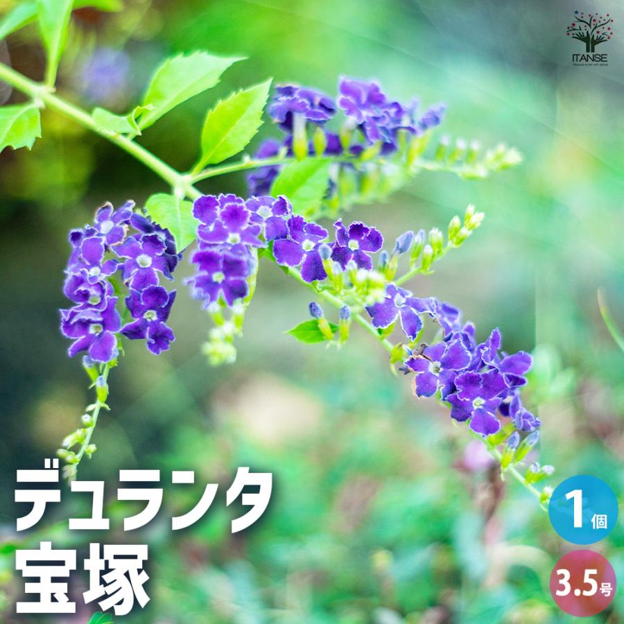 ITANSE デュランタ 宝塚 花木苗 3.5号ポット/1個売り タイワン