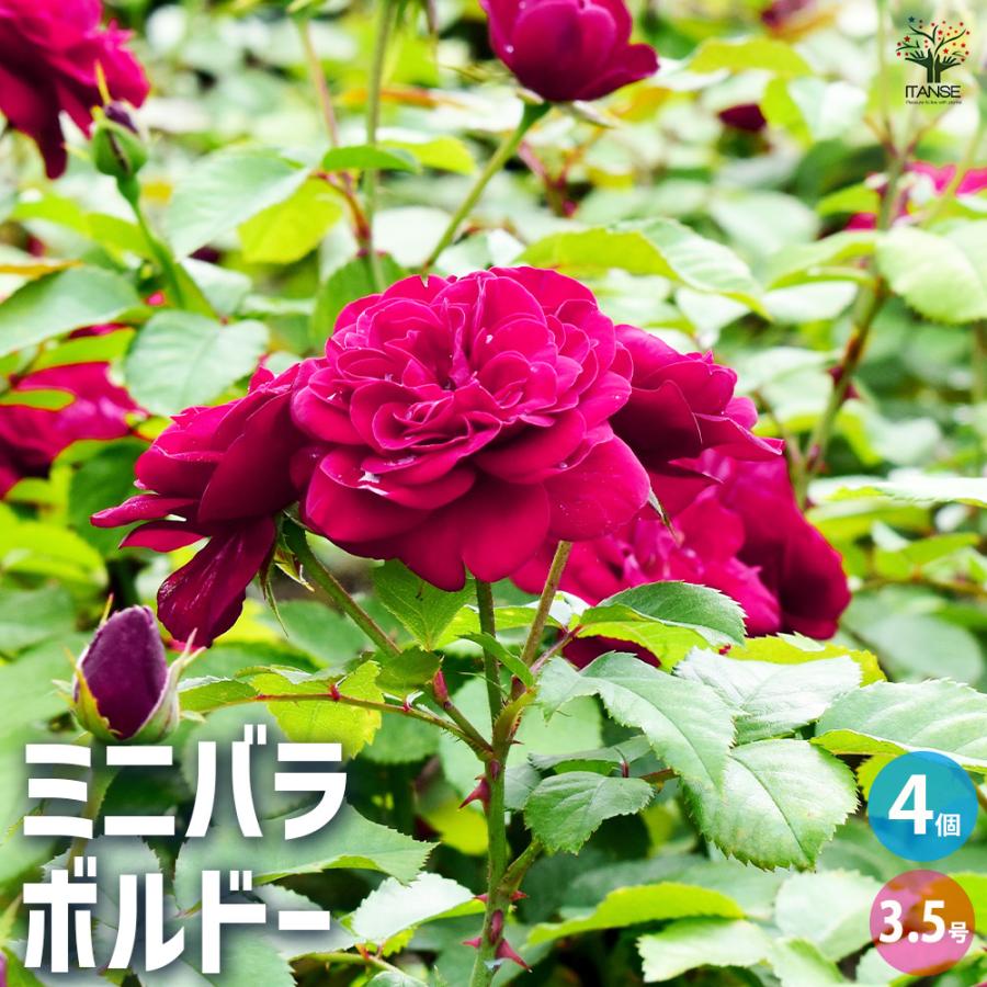 ITANSE ミニ薔薇 ボルドー 花苗 3.5号鉢/お買い得4個セット バラ