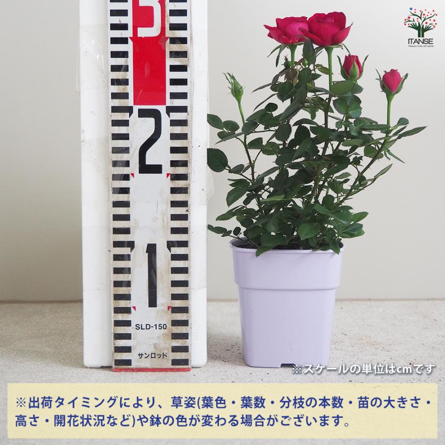 ITANSE ミニ薔薇 ボルドー 花苗 3.5号鉢/お買い得4個セット バラ苗