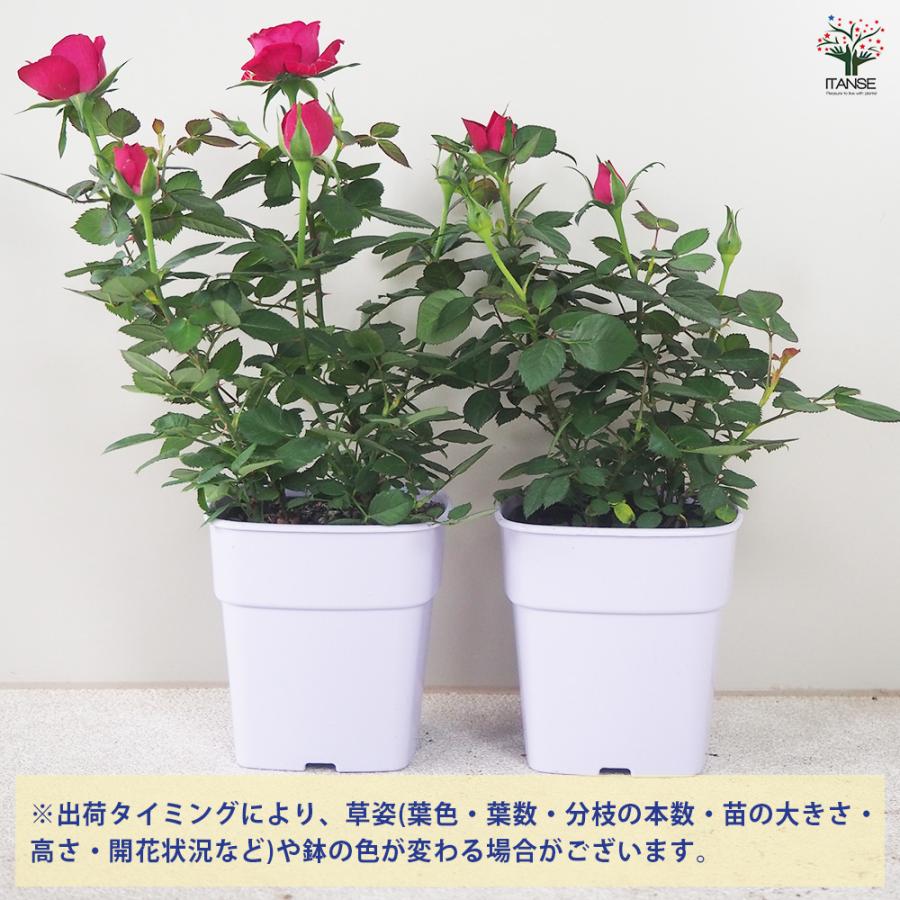 ITANSE ミニ薔薇 ボルドー 花苗 3.5号鉢/お買い得4個セット バラ苗