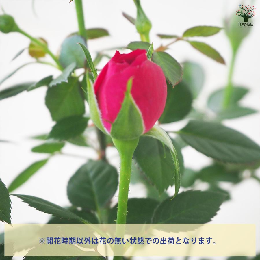 ITANSE ミニ薔薇 ボルドー 花苗 3.5号鉢/お買い得4個セット バラ苗