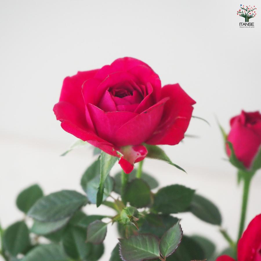 ITANSE ミニ薔薇 ボルドー 花苗 3.5号鉢/お買い得4個セット バラ苗