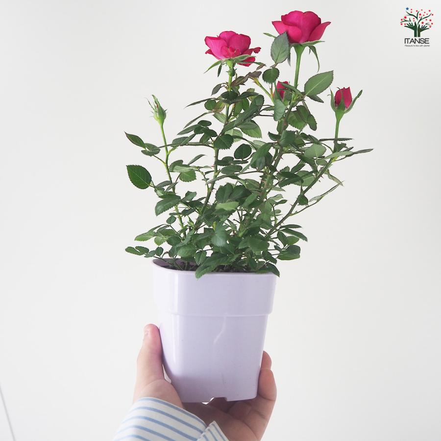 ITANSE ミニ薔薇 ボルドー 花苗 3.5号鉢/お買い得4個セット バラ苗