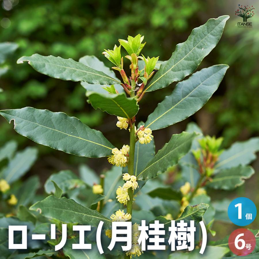 ITANSE 月桂樹(ゲッケイジュ) ローリエ 花木苗 6号ポット/1個売り