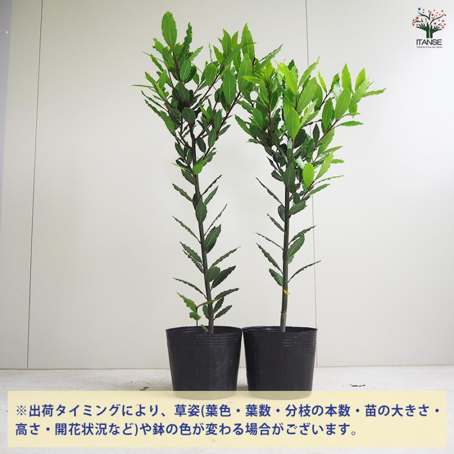 ITANSE 月桂樹(ゲッケイジュ) ローリエ 花木苗 6号ポット/1個売り