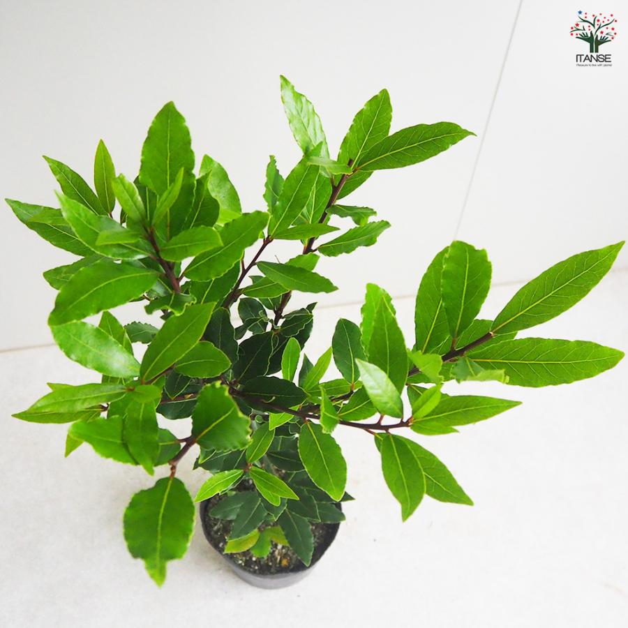 ITANSE 月桂樹(ゲッケイジュ) ローリエ 花木苗 6号ポット/1個売り