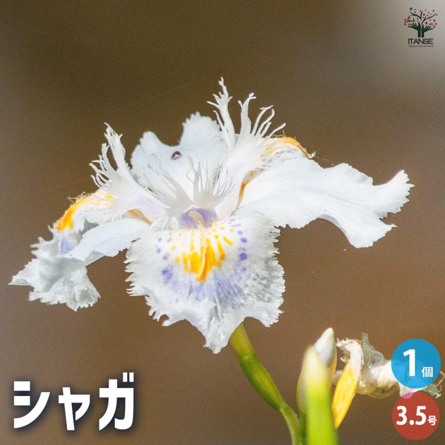 ITANSE シャガ 花苗 3.5号ポット/1個売り 花の苗 ヒオウギ 射干 アヤメ