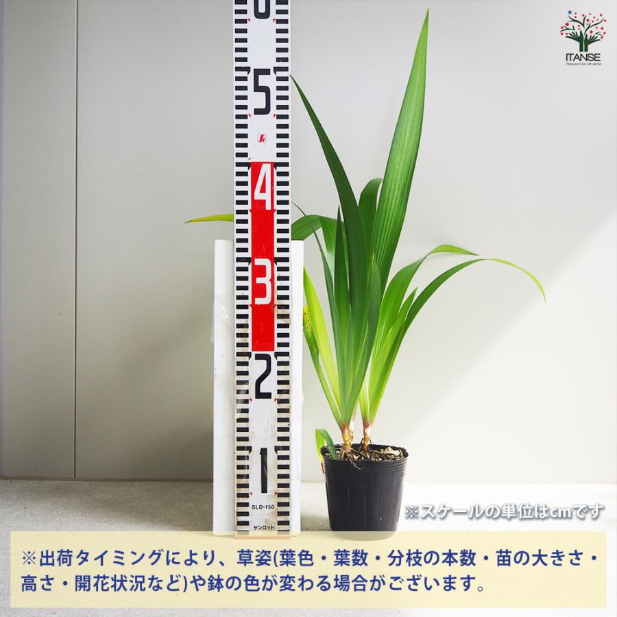 ITANSE シャガ 花苗 3.5号ポット/1個売り 花の苗 ヒオウギ 射干 アヤメ