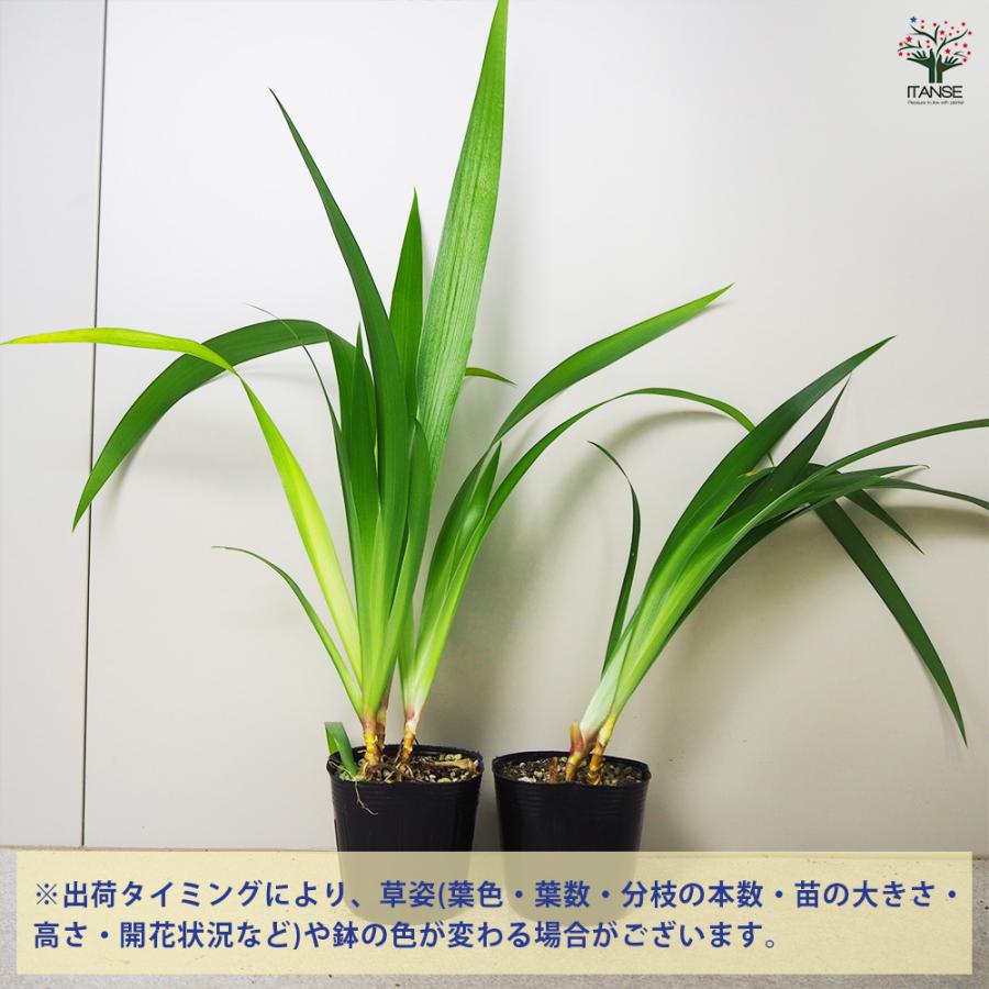 ITANSE シャガ 花苗 3.5号ポット/1個売り 花の苗 ヒオウギ 射干 アヤメ