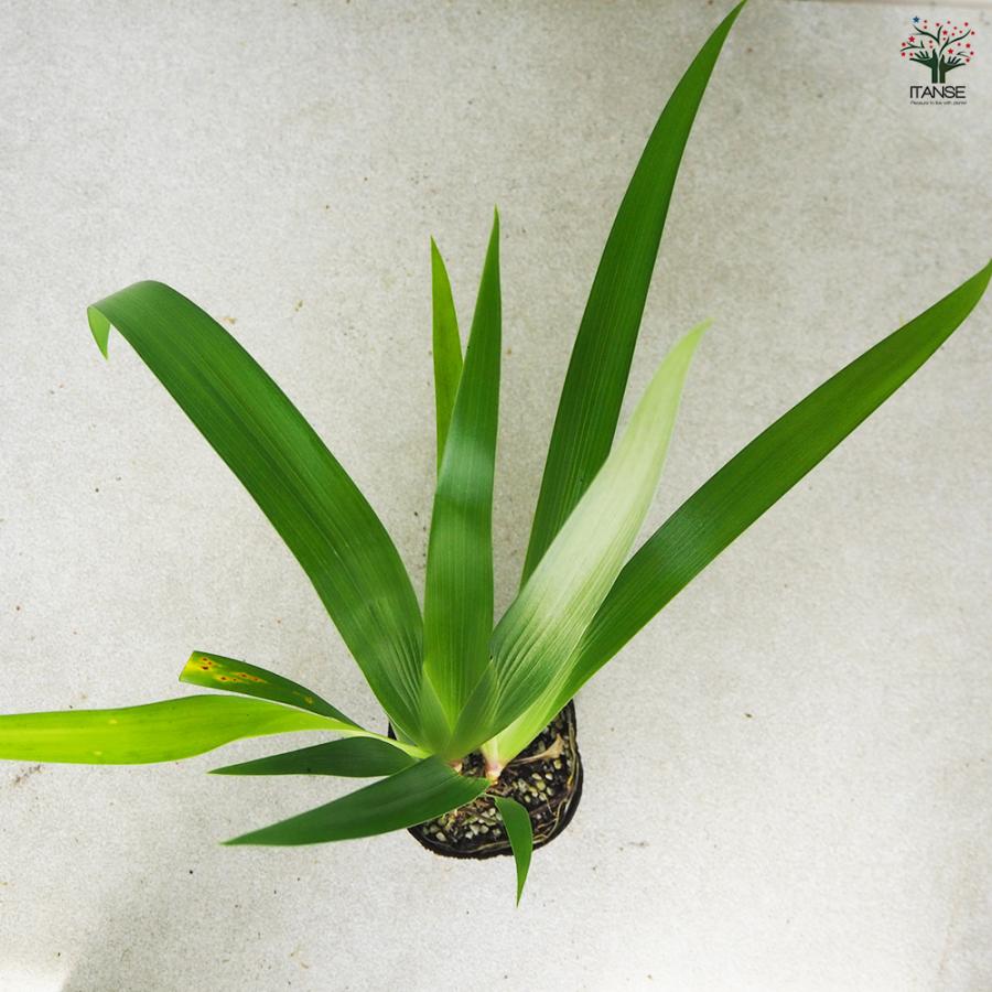 ITANSE シャガ 花苗 3.5号ポット/1個売り 花の苗 ヒオウギ 射干 アヤメ