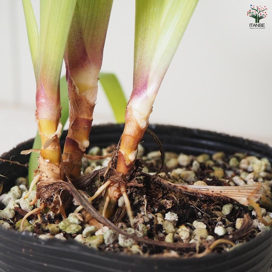 ITANSE シャガ 花苗 3.5号ポット/1個売り 花の苗 ヒオウギ 射干 アヤメ