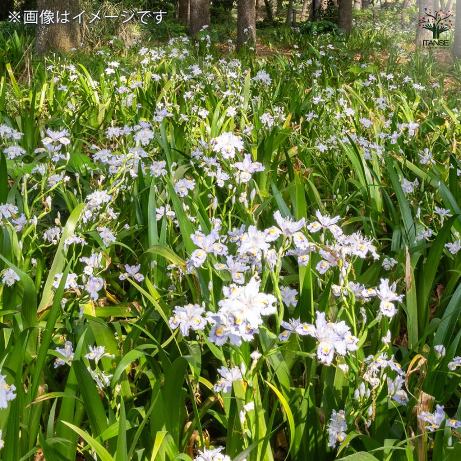 ITANSE シャガ 花苗 3.5号ポット/1個売り 花の苗 ヒオウギ 射干 アヤメ