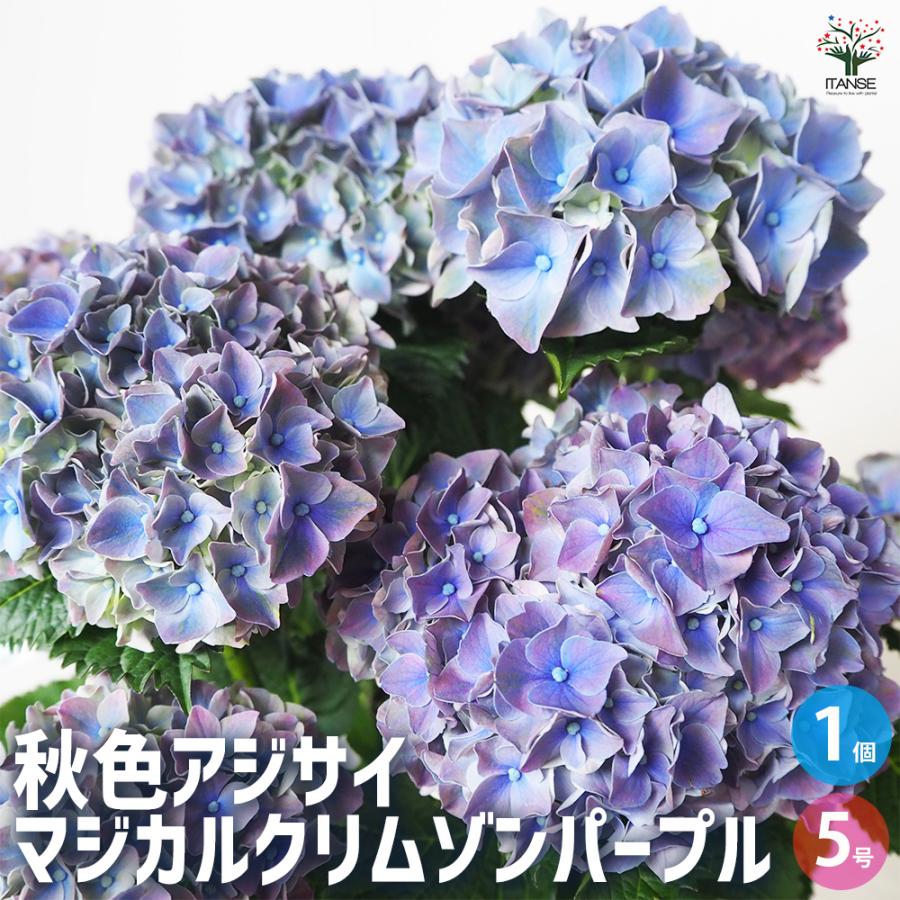 ITANSE アジサイの苗 マジカルクリムゾンパープル 花木苗 5号鉢/1個