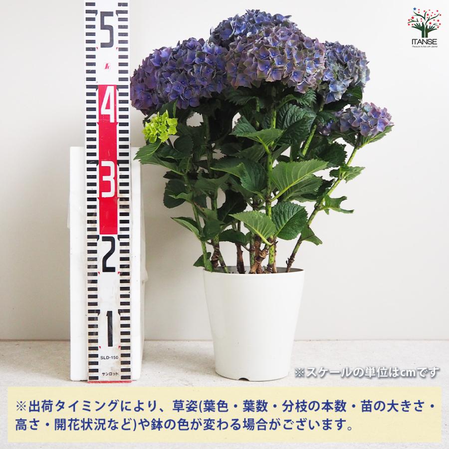 ITANSE アジサイの苗 マジカルクリムゾンパープル 花木苗 5号鉢/1個
