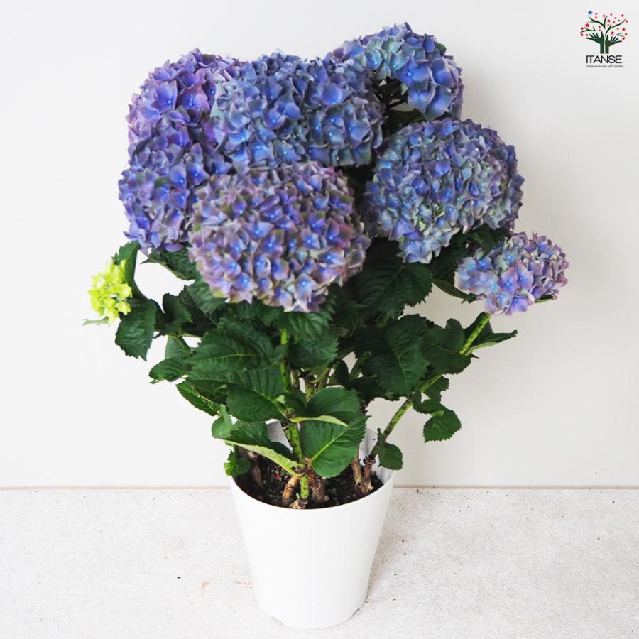 ITANSE アジサイの苗 マジカルクリムゾンパープル 花木苗 5号鉢/1個