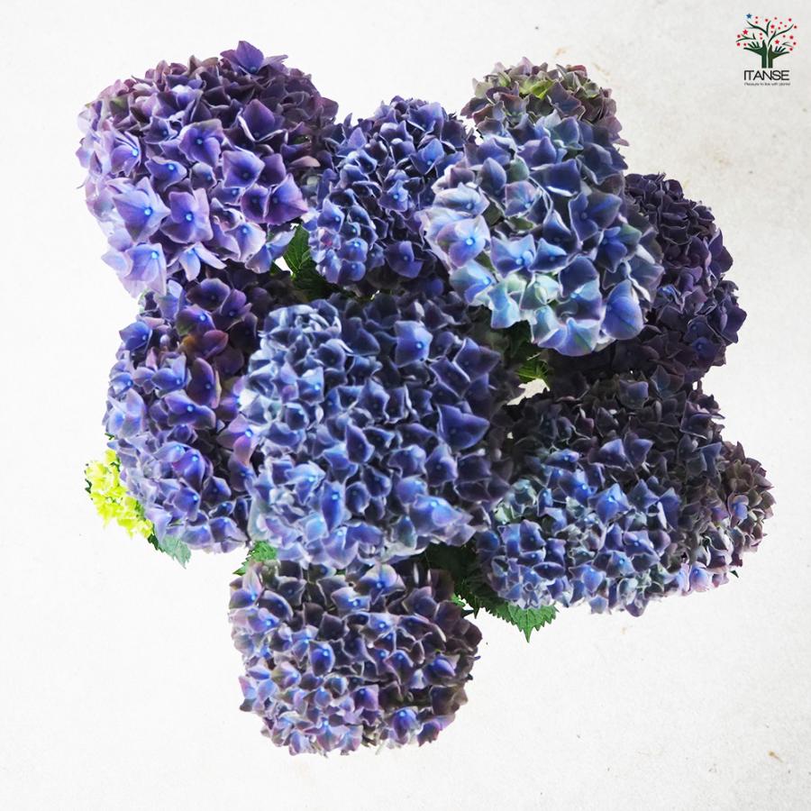 ITANSE アジサイの苗 マジカルクリムゾンパープル 花木苗 5号鉢/1個