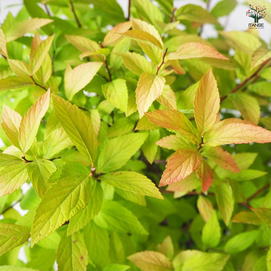 もみじコレクション7 サマーゴールド斑入接木苗 6号鉢 5年物 全長110cm もみじコレクション7 サマーゴールド斑入接木苗 6号鉢 5年物 全長110cm