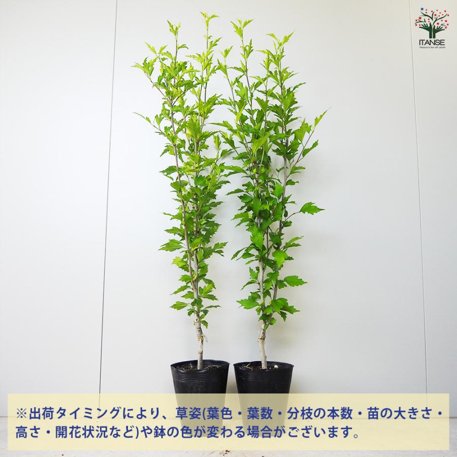 ITANSE ムクゲ パープルピュラー 花苗 5号ポット/1個売り ローズオブ