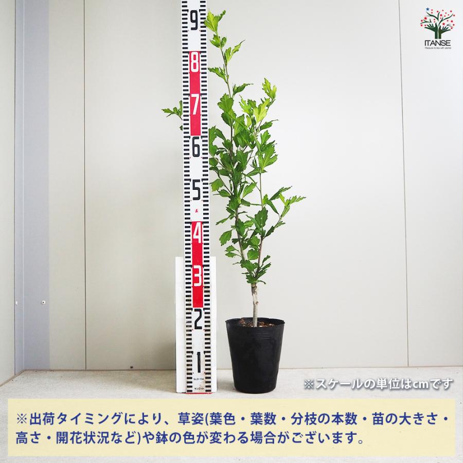 ITANSE ムクゲ マリーナ 花苗 5号ポット/1個売り ローズオブシャロン