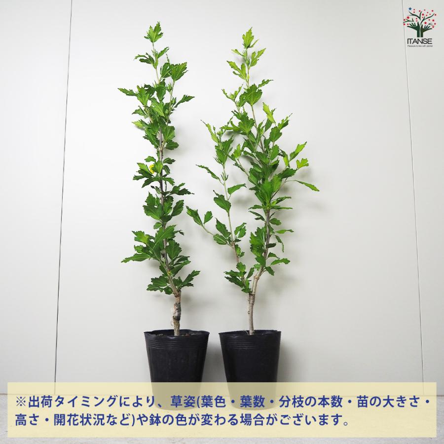 ITANSE ムクゲ マリーナ 花苗 5号ポット/1個売り ローズオブシャロン
