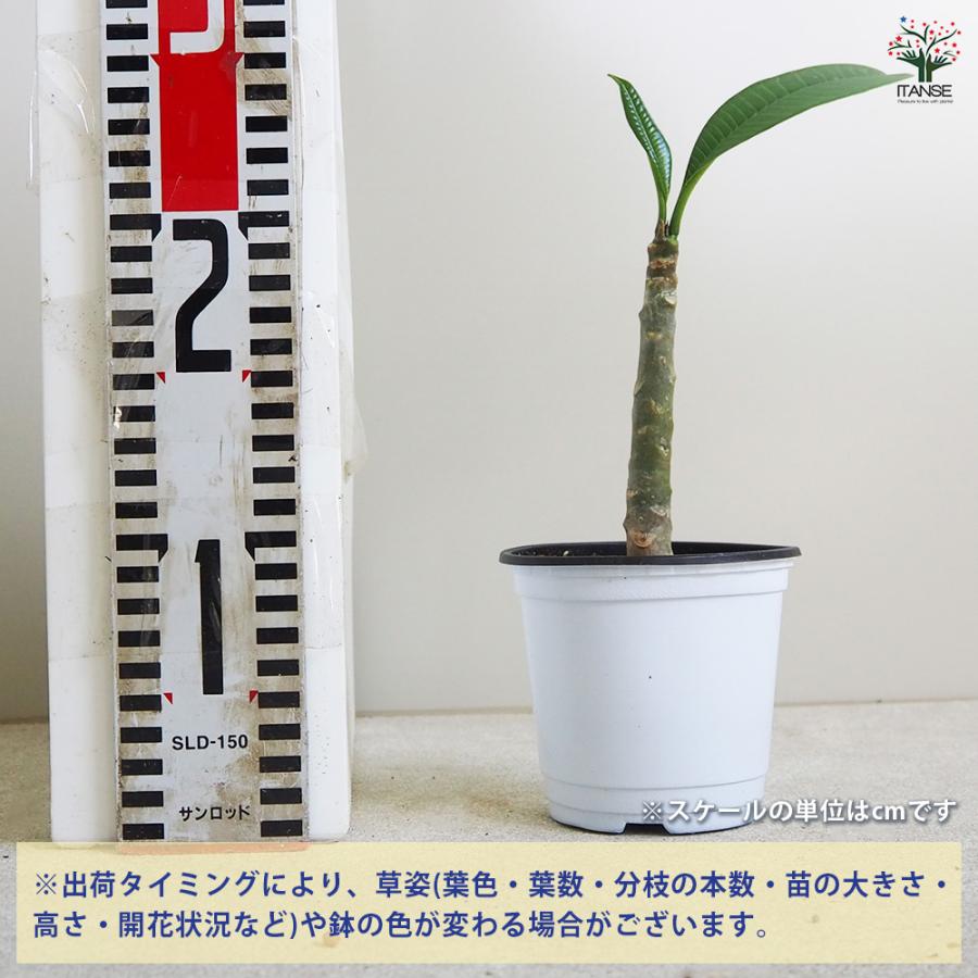 ITANSE プルメリアの苗 セネガル産 Sサイズ 花木苗 Sサイズポット/1個