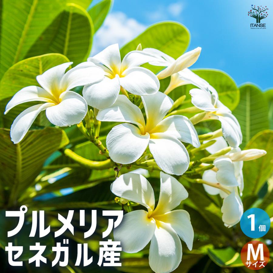 ITANSE プルメリアの苗 セネガル産 Mサイズ 花木苗 Mサイズポット/1個