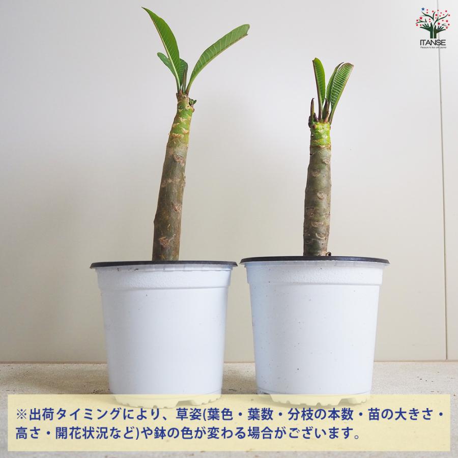 ITANSE プルメリアの苗 セネガル産 Mサイズ 花木苗 Mサイズポット/1個
