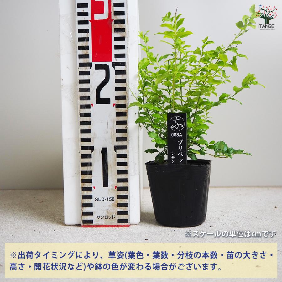 ITANSE プリペット レモンアンドライム 花木苗 3号ポット/1個 ITANSE プリペット レモンアンドライム 花木苗 3号ポット/1個