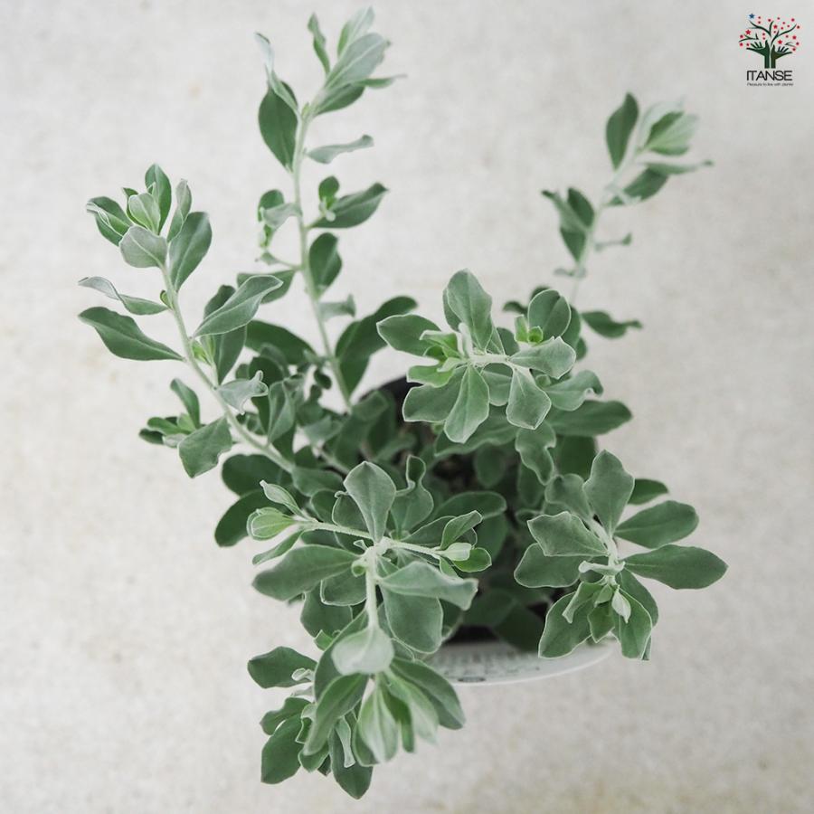 ITANSE レウコフィルム フルテスケンス 花木苗 3号ポット/1個売り 花木