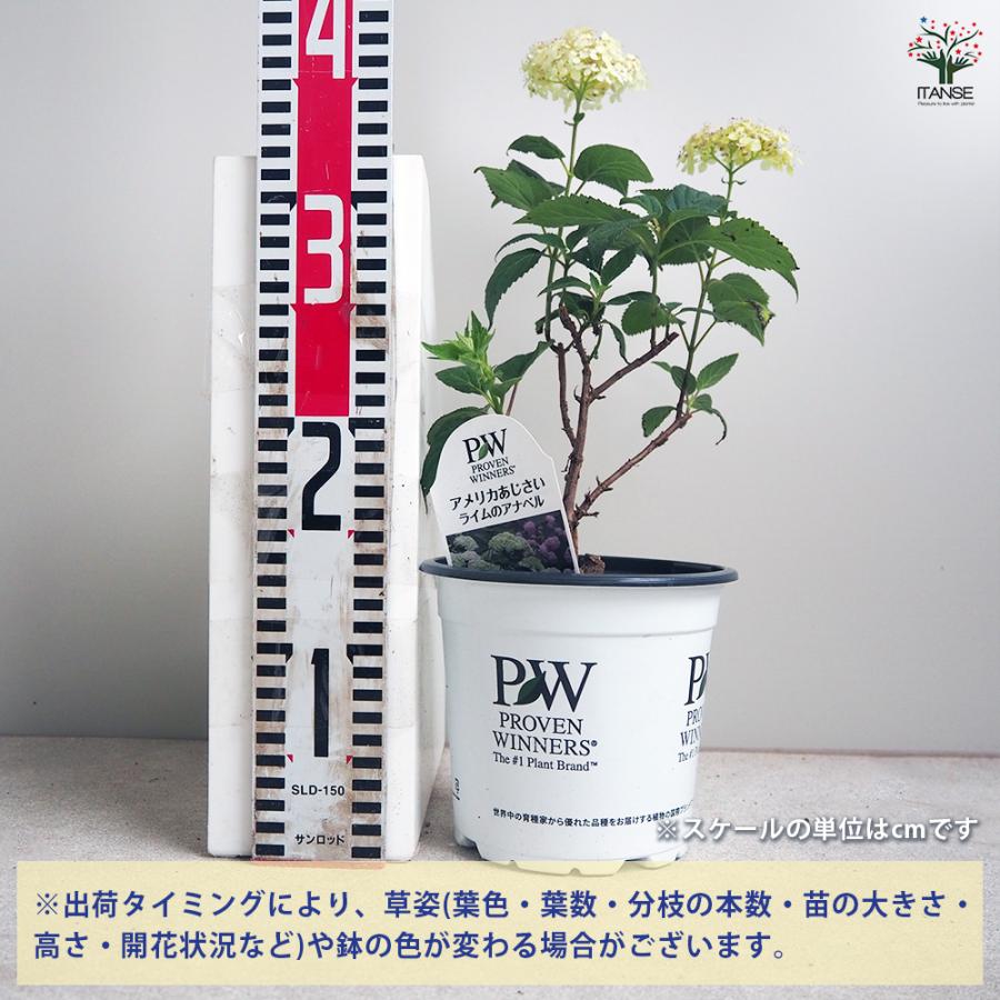 ITANSE アジサイの苗 アメリカアジサイ ライムのアナベル 花木苗 5号