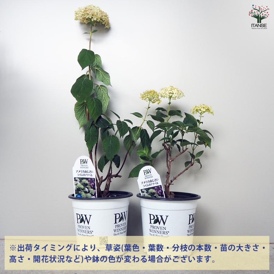 H アジサイ株分け充実苗 白いアメリカ紫陽花 アナベル抜き苗 ITANSE アジサイの苗 アメリカアジサイ ライムのアナベル 花木苗 5号
