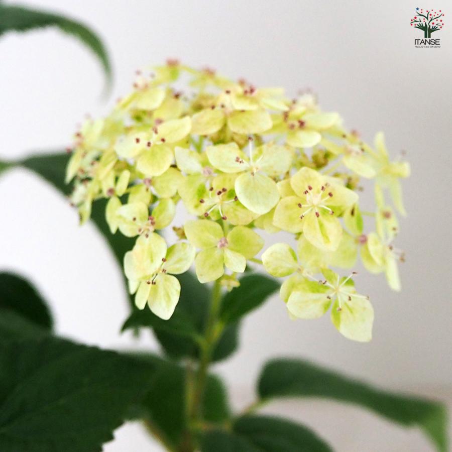 ITANSE アジサイの苗 アメリカアジサイ ライムのアナベル 花木苗 5号