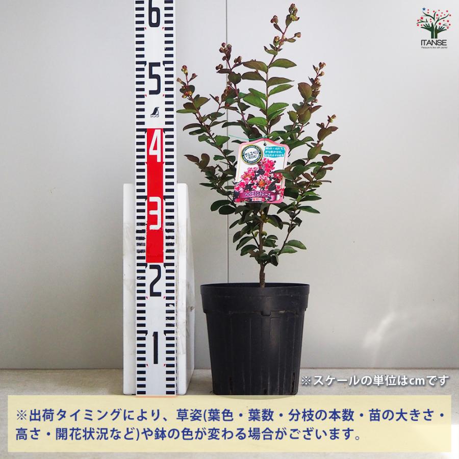ITANSE サルスベリ ペパーミントレース(夏祭り) 花木苗 6号鉢/1個売り