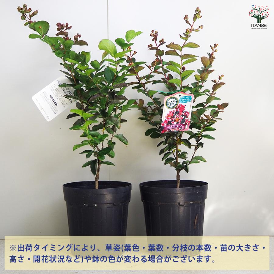 ITANSE サルスベリ ペパーミントレース(夏祭り) 花木苗 6号鉢/1個売り