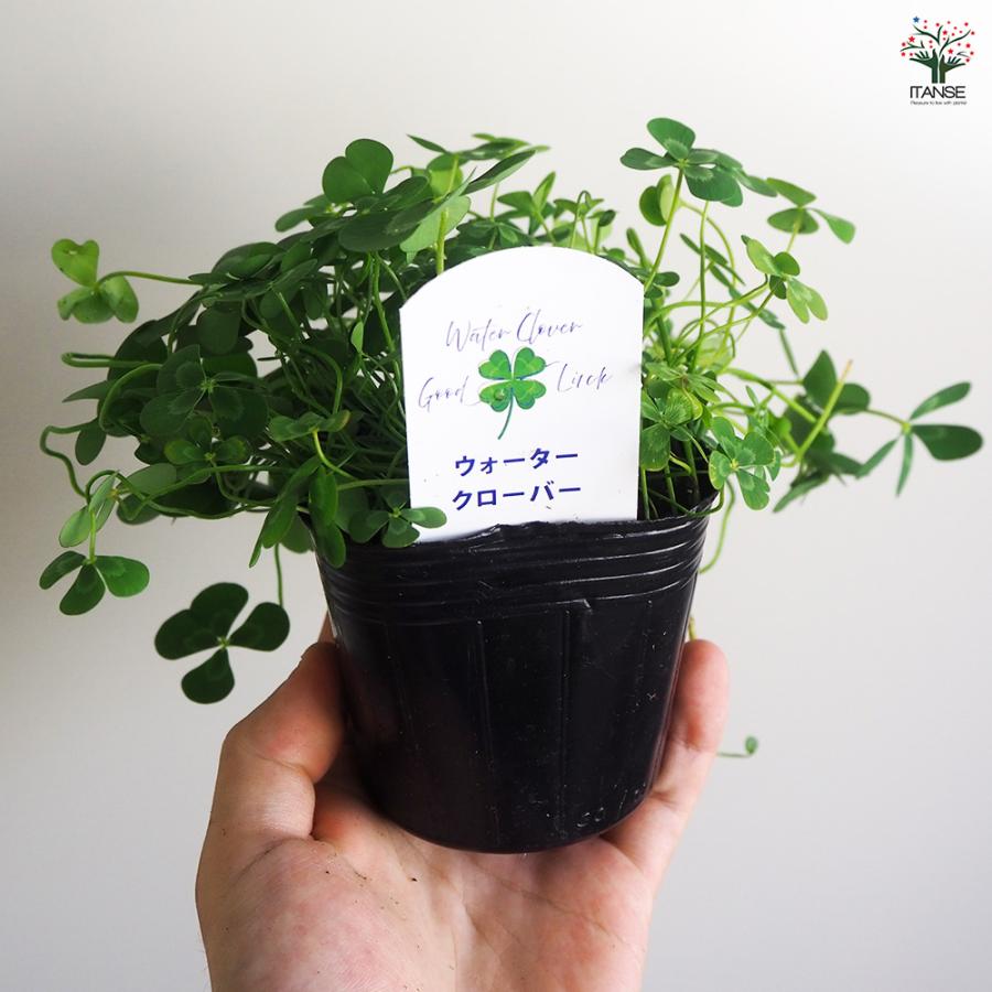 ITANSE 楽しみ方色々！水生植物の苗 ウォーターコイン 観葉植物 水草 9cmポット苗 お買い得24個セット 人気 インテリア 観賞 送料無料  ITANSE ウォータークローバー 花苗 9cmポット/お買い得4個セット 田字草 デンジソウ デンジソウ科 デンジソウ属 水生植物 イタンセ公式