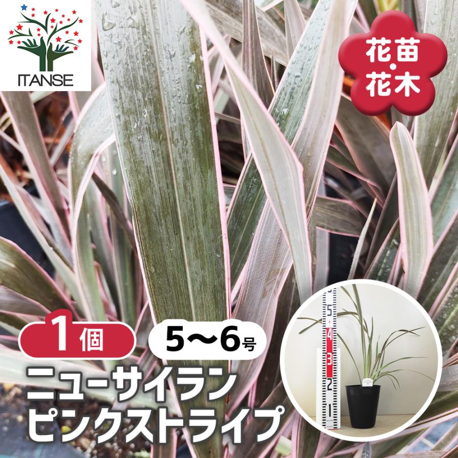 ニューサイラン(入才蘭) ピンクストライプ 花苗 5〜6号/1個売り オーナ