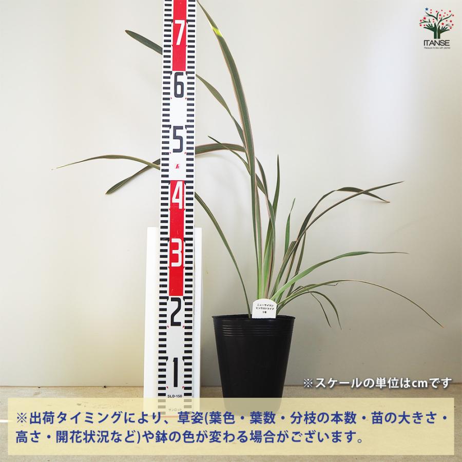 ニューサイラン(入才蘭) ピンクストライプ 花苗 5〜6号/1個売り オーナ