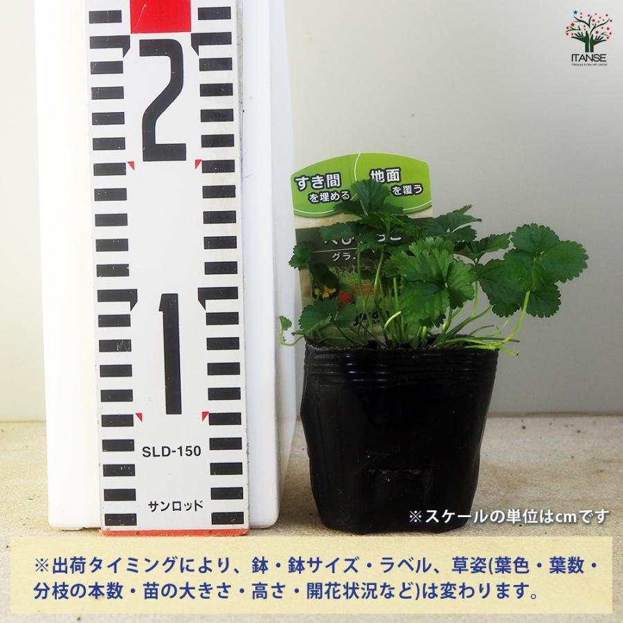 へびいちご 花苗 9cm/お買い得8個セット クチナワイチゴ 蛇苺 グランド