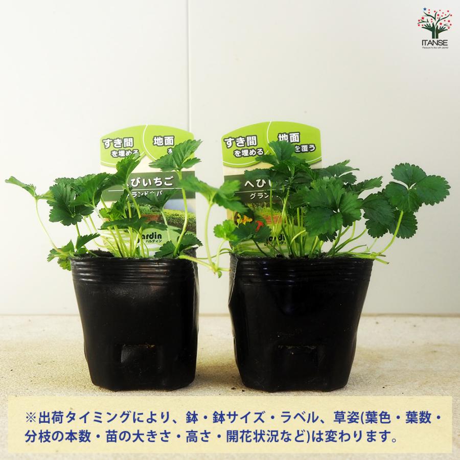 へびいちご 花苗 9cm/お買い得8個セット クチナワイチゴ 蛇苺 グランド