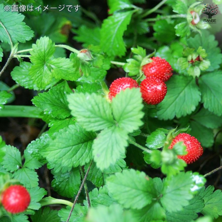へびいちご 花苗 9cm/お買い得8個セット クチナワイチゴ 蛇苺 グランド