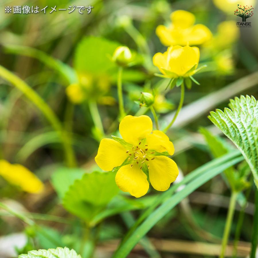 へびいちご 花苗 9cm/お買い得8個セット クチナワイチゴ 蛇苺 グランド