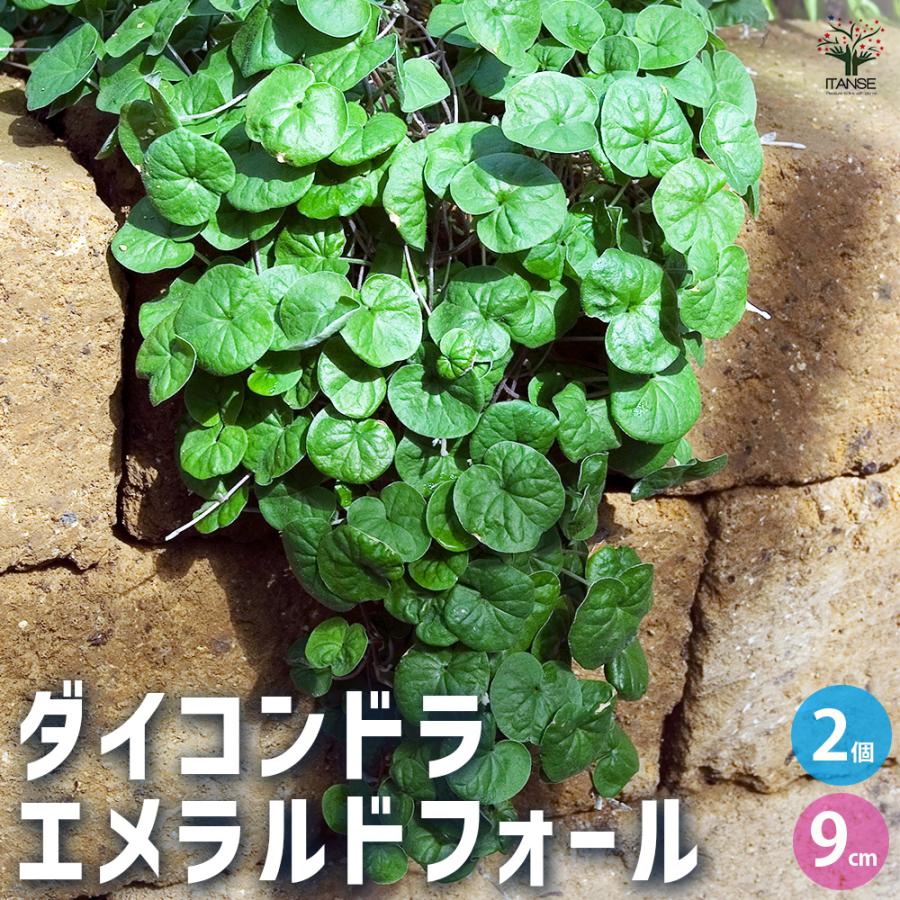 ダイコンドラ エメラルドフォール 花苗 9cm/お買い得2個セット