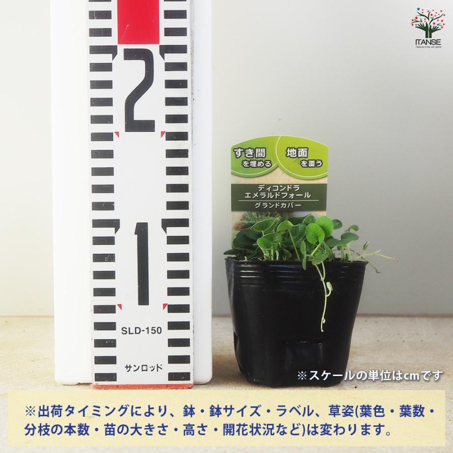 ダイコンドラ エメラルドフォール 花苗 9cm/お買い得2個セット