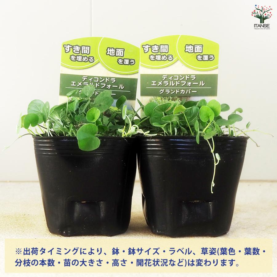 ダイコンドラ エメラルドフォール 花苗 9cm/お買い得2個セット