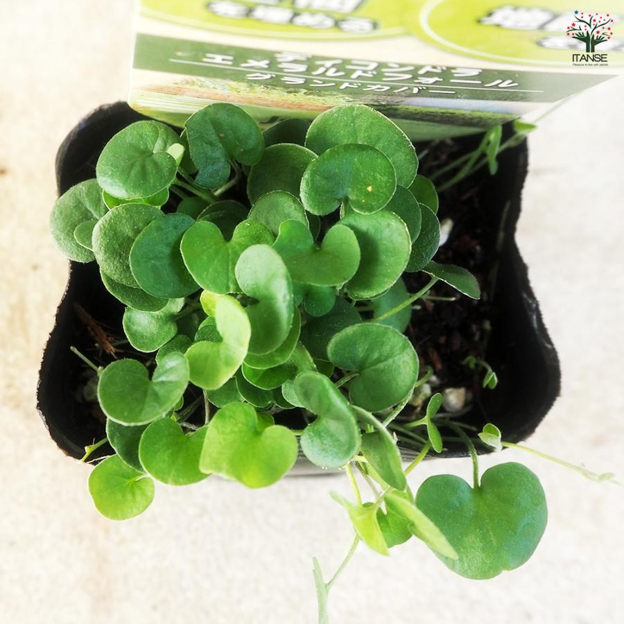 ダイコンドラ エメラルドフォール 花苗 9cm/お買い得2個セット
