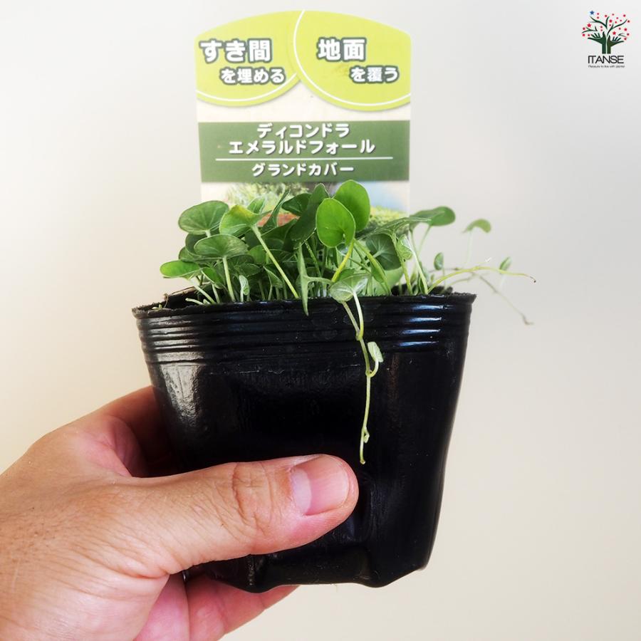 ダイコンドラ エメラルドフォール 花苗 9cm/お買い得2個セット