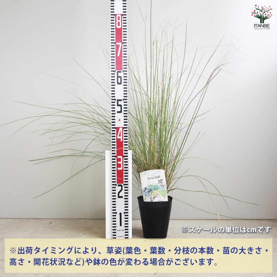 ミューレンベルギア 花苗 4.5号/1個売り カピラリス ピンク ミューレンベルギア 花苗 4.5号/1個売り カピラリス ピンク