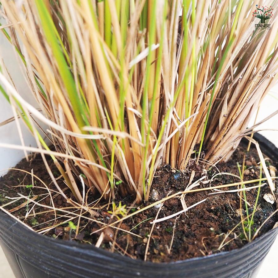 ミューレンベルギア 花苗 4.5号/1個売り カピラリス ピンクミューリー