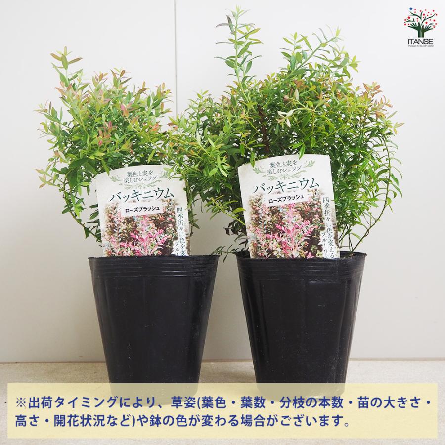 バッキニウム ローズブラッシュ 花木苗 4.5号/1個売り オーナ