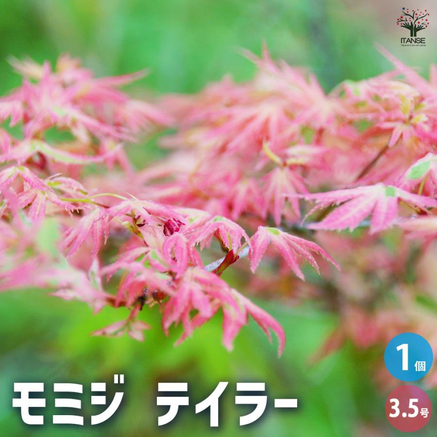 モミジ テイラー 花木苗 3.5号/1個売り もみじ 紅葉 カエデ 楓 : 野菜